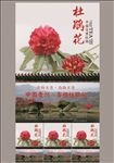 杜鹃花