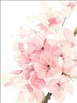 手绘樱花
