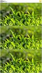茶叶茶树