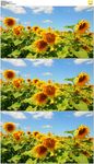 向日葵花园