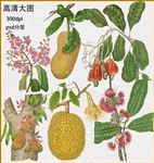 花卉植物