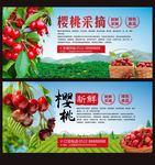 新鲜樱桃 樱桃采摘