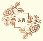 玫瑰