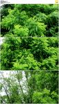 风吹绿叶