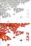 红枫叶