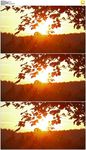 秋天枫叶后面的夕阳
