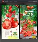 西红柿