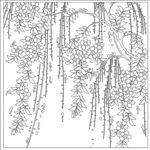 吊兰