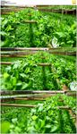 无土栽培蔬菜