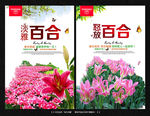 百合花