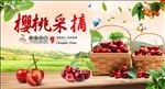 樱桃采摘