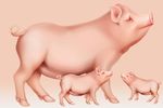 小猪一家