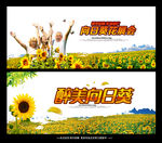 向日葵