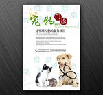 宠物海报