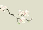 玉兰花