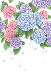 绣球花园红蓝花朵植物手绘插图