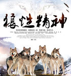 狼性精神