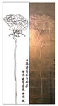 莲蓬
