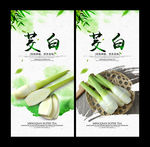 茭白