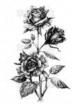 素描玫瑰花 高清分层图