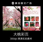 北京平谷大桃彩页
