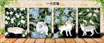 本子 插画 猫