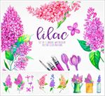 手绘紫色丁香花番红花水彩画