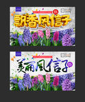 风信子