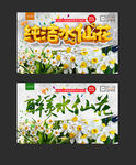 水仙花