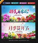 月季花
