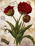 蝴蝶花卉装饰画