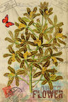 蝴蝶花卉装饰画