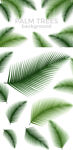 清新棕榈叶矢量背景元素