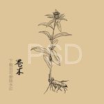 苍术