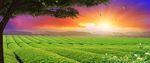 夕阳下的茶田