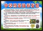 茶麸养发
