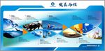 发展历程