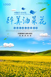油菜花