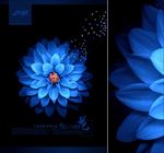 蓝色花朵 花朵