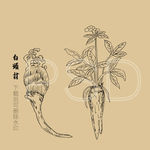白头翁