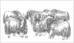 耗牛白描素描线描国画