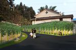 美丽乡村道路绿化效果图二