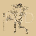 黄连