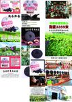 茶 茶叶 茶道
