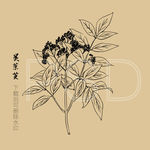 吴茱萸