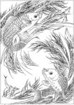 鱼 线描 素描 白描 国画