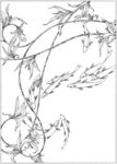 鱼 线描 素描 白描 国画