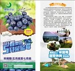 蓝莓