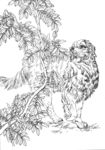 宠物名犬狗 白描 素描 线描