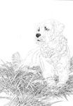 宠物名犬狗 白描 素描 线描